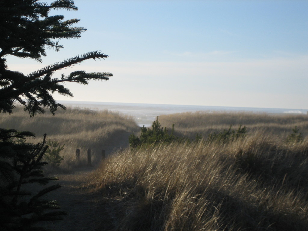 the path to the ocean