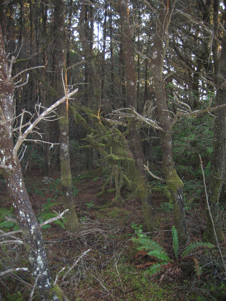 woods on the way