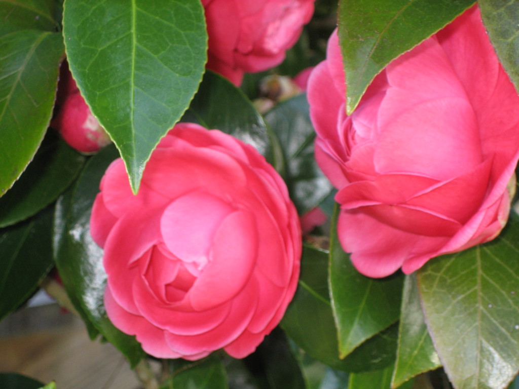 Camelias at front door
