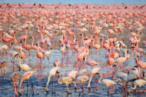 flock of flamingos